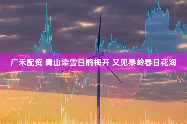 广禾配资 青山染雪白鹃梅开 又见秦岭春日花海